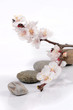 zen
