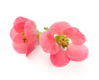 Flowering Quince