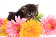 Kitten and daisies