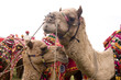 camels,Jaipur, Rajasthan, India