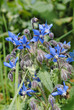 Fleurs de bourrache, 2011