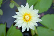 White waterlily