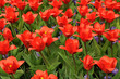 Tulpen