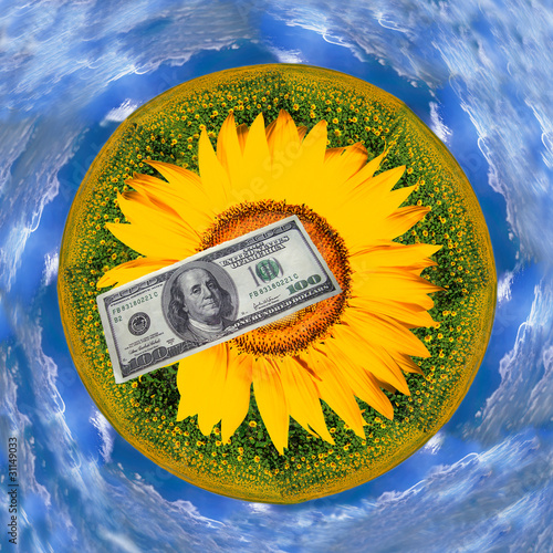 Photo: Dollar on a background of sunflowers Dollar on a background of sunflowers