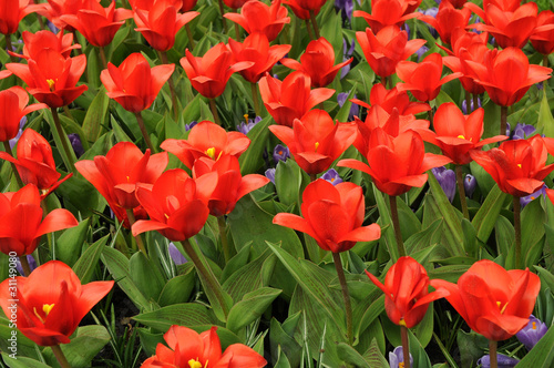 Foto: Tulpen Tulpen