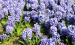 Hyacinth Hyacinth