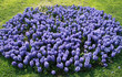 Hyacinth Hyacinth