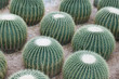 Photo: cactus cactus