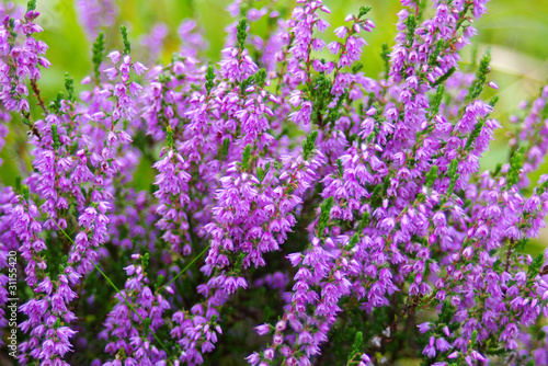 Photo: Heather. Heather.