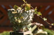 Gartenkeramik