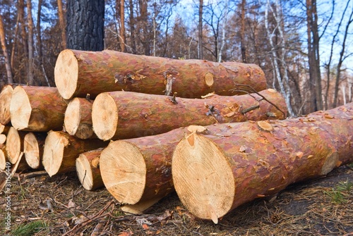 Photo: woodpile in a forest woodpile in a forest