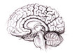 human brain sagittal view medical sketchy illustration