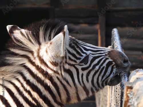 Photo: Zebra beisst in stange Zebra beisst in stange