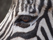 Zebra Auge