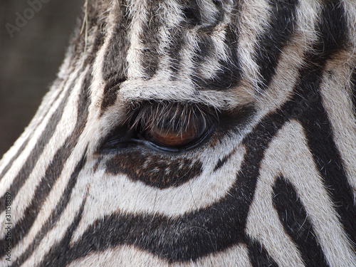 Photo: Zebra Auge Zebra Auge
