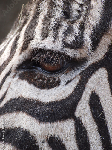 Photo: Zebra Auge Zebra Auge