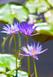 Lily Pond