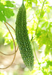 bitter melon on vine
