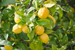 lemon tree