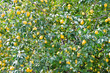 limoni