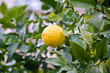 Il limone