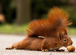 Eichhörnchen mit Walnuss - Red squirrel with walnut