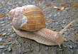 Schnecke