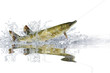 Fische 83