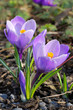 Two purple crocus flowers Two purple crocus flowers