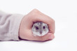 Hamster russe