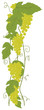 Green Grapes Green Grapes