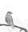 Hand Drawn Bird on Branch.