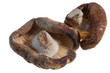 Shiitake