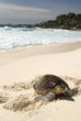 Hawksbill Turtle