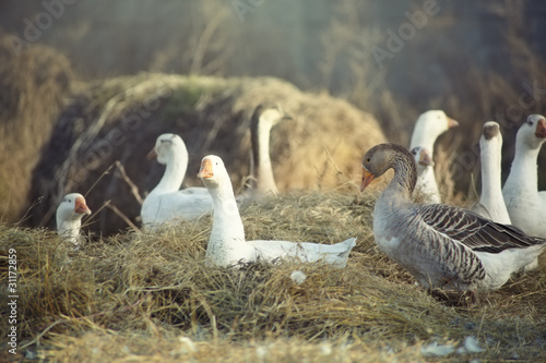 Photo: Wild ducks Wild ducks