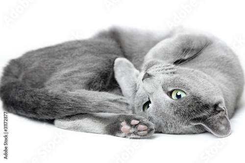 Photo: Russian blue cat Russian blue cat