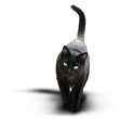 Schwarze Katze