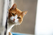 Getigerte Katze