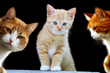 Photo: Katzen Katzen