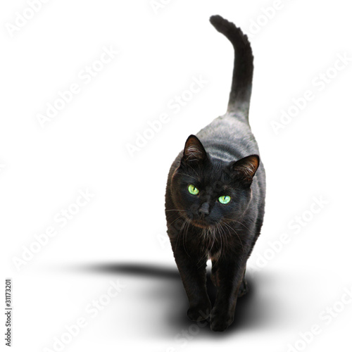 Photo: Schwarze Katze Schwarze Katze