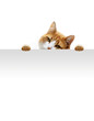Verspielte Katze