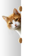 Verspielte Katze