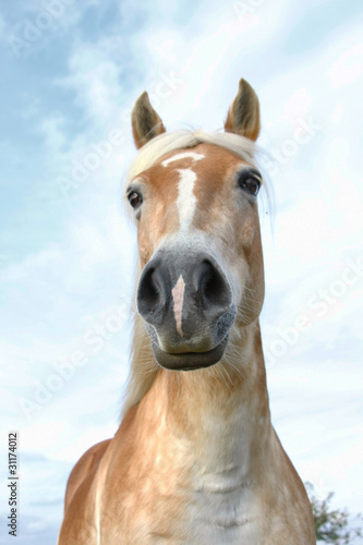 Photo: Haflinger Haflinger