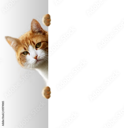 Foto: Verspielte Katze Verspielte Katze