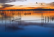 los patos y el lago