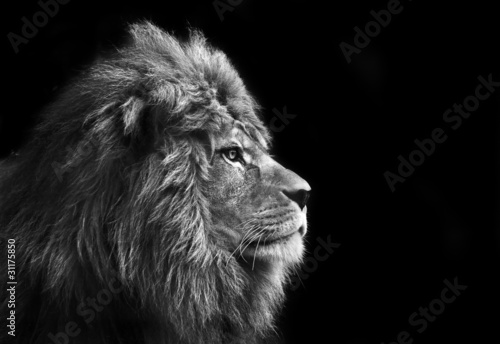 Photo: Stunning facial portrait of male lion on black background in bla Stunning facial portrait of male lion on black background in bla