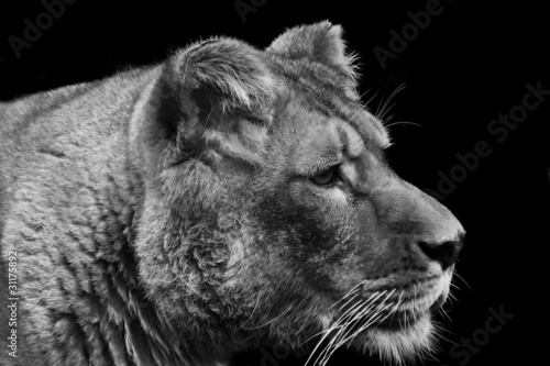 Photo: Stunning lioness relaxing on a warm day in black and white Stunning lioness relaxing on a warm day in black and white