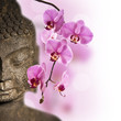 Bouddha et orchidée rose