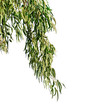 eucalyptus branch