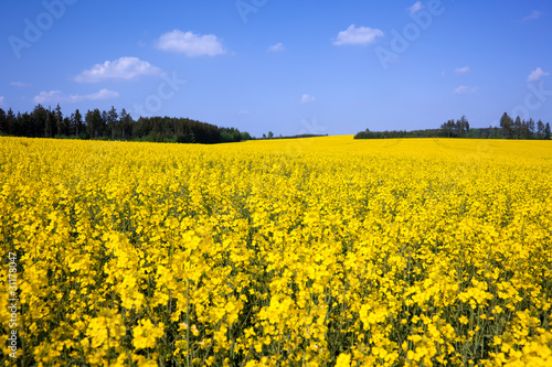 Photo: Ein Rapsfeld im Mai in einer thüringer Landschaft Ein Rapsfeld im Mai in einer thüringer Landschaft